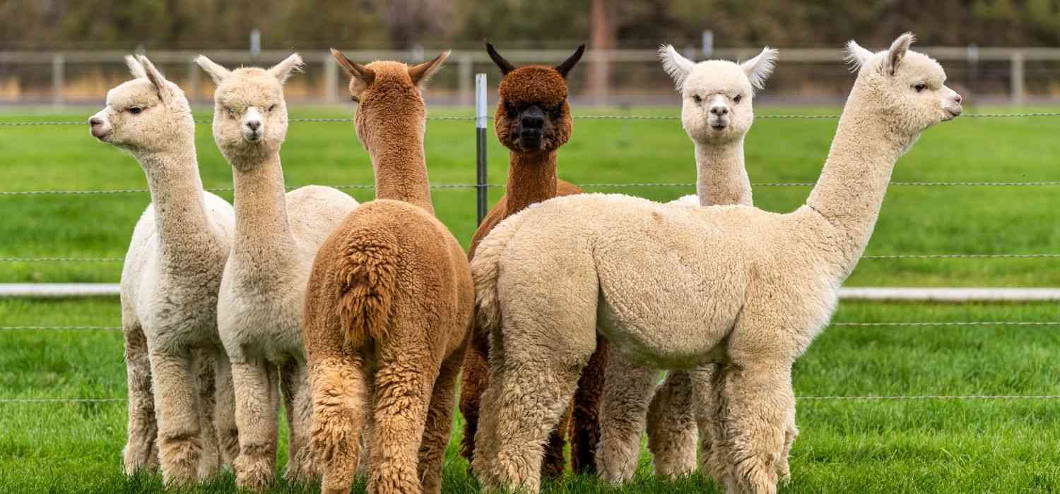 Alla Scoperta degli Alpaca